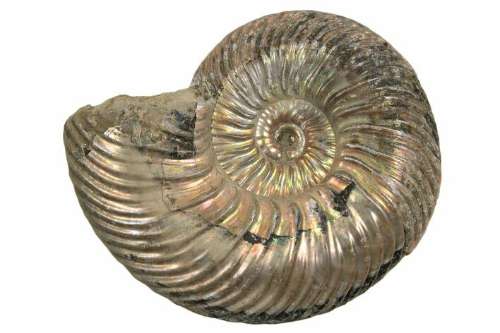 Iridescent, Pyritized Ammonite (Quenstedticeras) Fossil - Russia #337309
